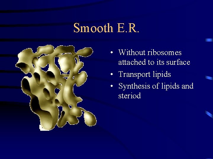 Smooth E. R. • Without ribosomes attached to its surface • Transport lipids •