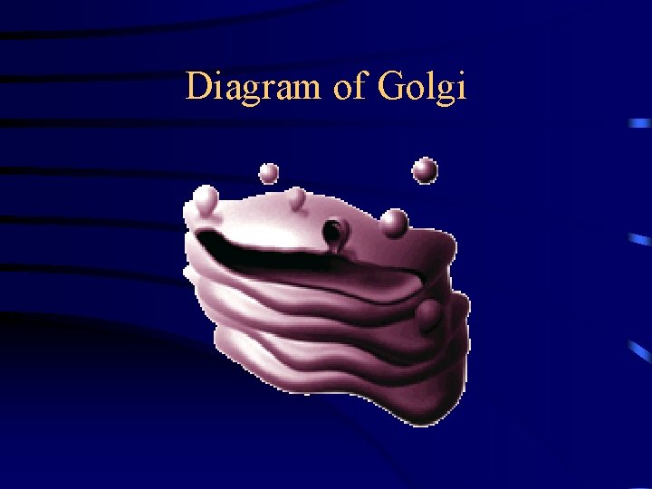 Diagram of Golgi 