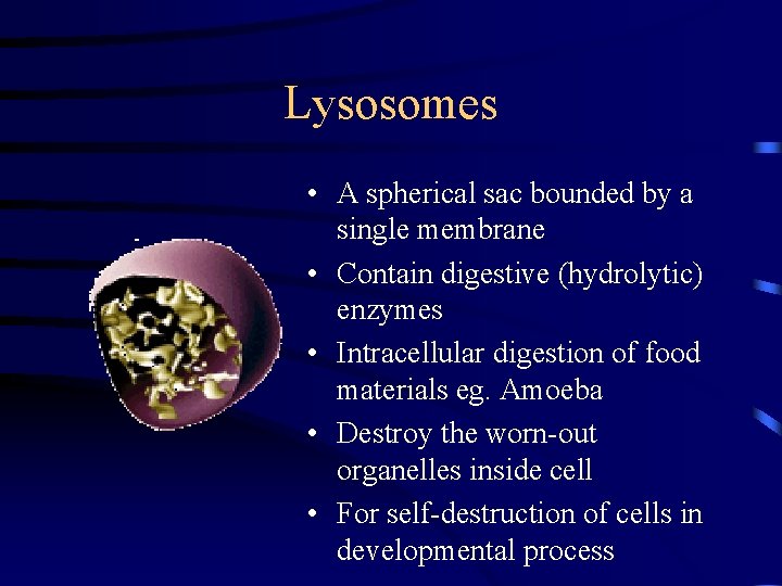 Lysosomes • A spherical sac bounded by a single membrane • Contain digestive (hydrolytic)