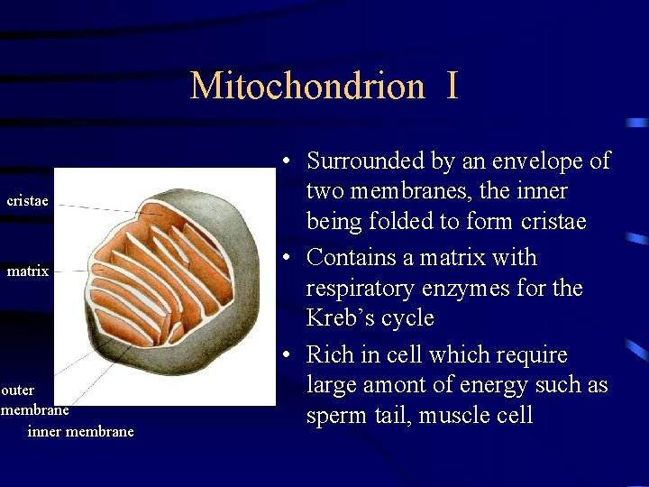 Mitochondrion I cristae matrix outer membrane inner membrane • Surrounded by an envelope of