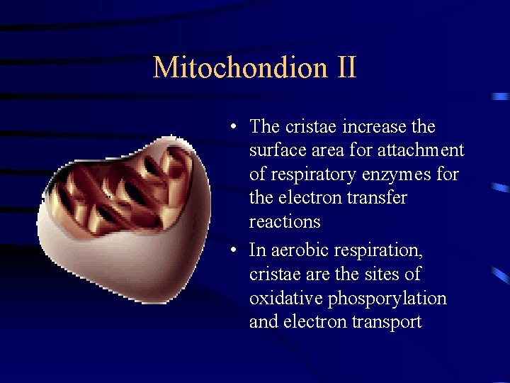 Mitochondion II • The cristae increase the surface area for attachment of respiratory enzymes