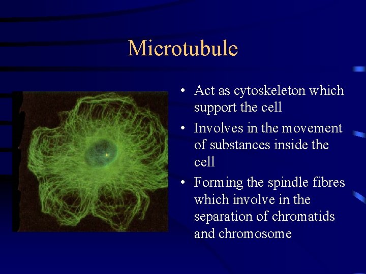Microtubule • Act as cytoskeleton which support the cell • Involves in the movement