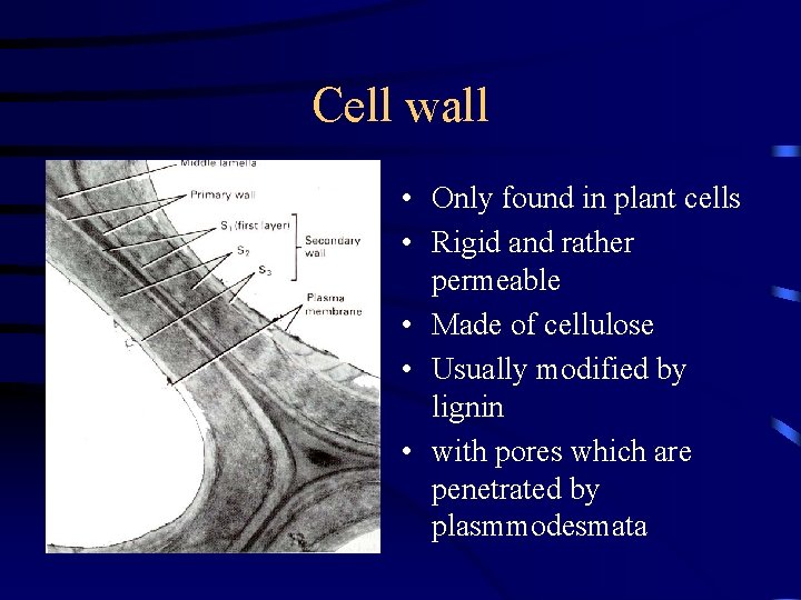Cell wall • Only found in plant cells • Rigid and rather permeable •