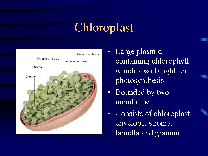 Chloroplast • Large plasmid containing chlorophyll which absorb light for photosynthesis • Bounded by