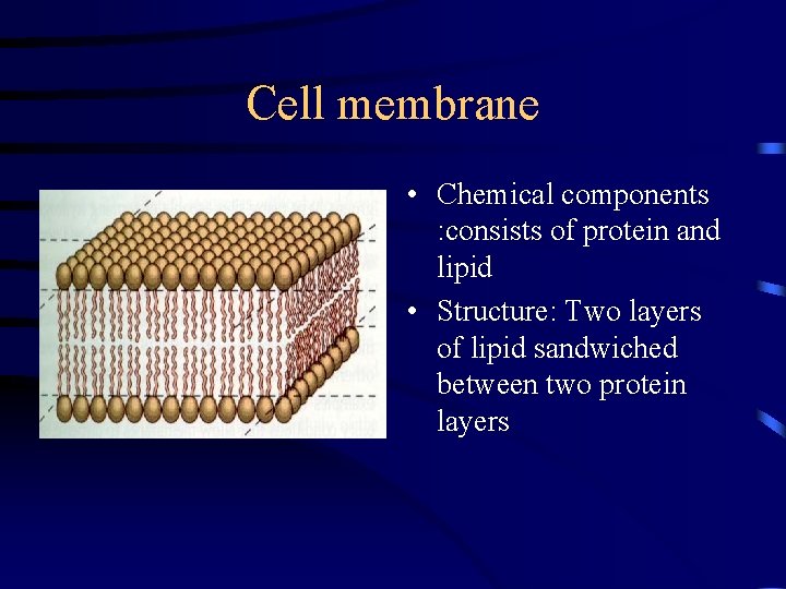 Cell membrane • Chemical components : consists of protein and lipid • Structure: Two