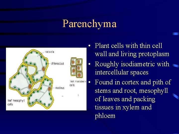 Parenchyma • Plant cells with thin cell wall and living protoplasm • Roughly isodiametric