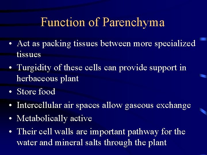 Function of Parenchyma • Act as packing tissues between more specialized tissues • Turgidity