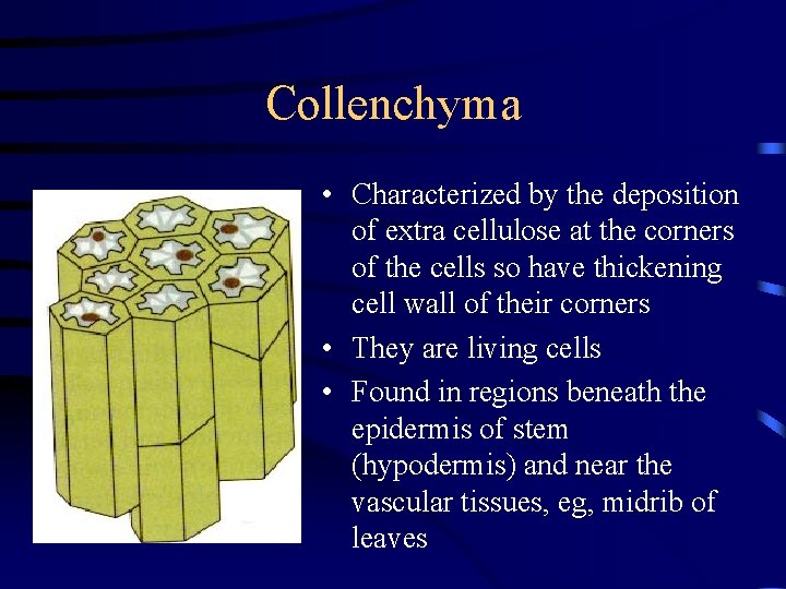 Collenchyma • Characterized by the deposition of extra cellulose at the corners of the