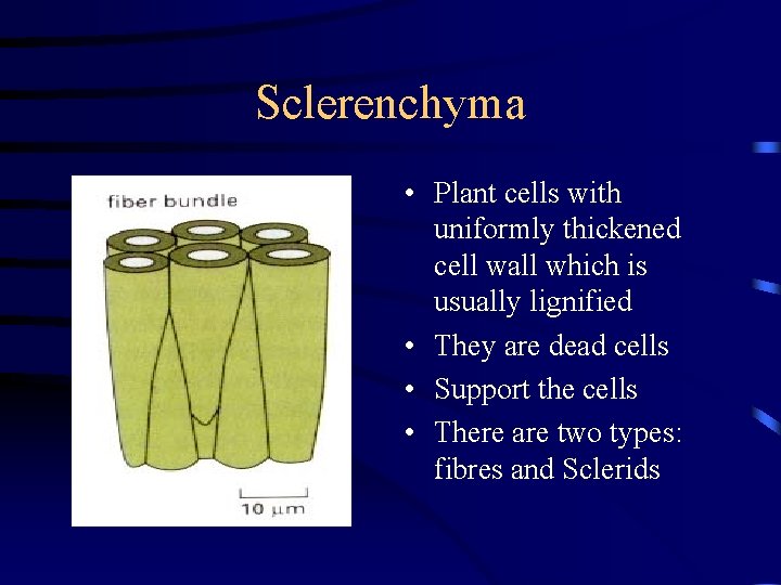 Sclerenchyma • Plant cells with uniformly thickened cell wall which is usually lignified •