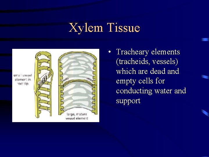 Xylem Tissue • Tracheary elements (tracheids, vessels) which are dead and empty cells for