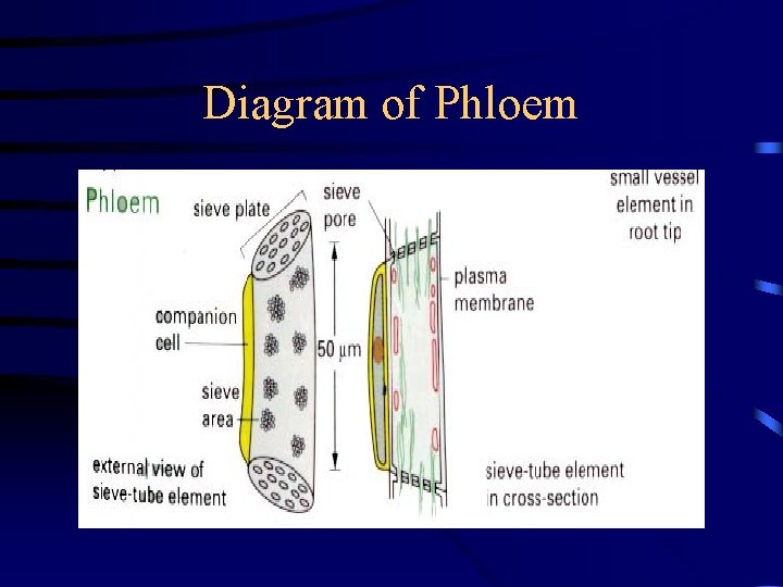 Diagram of Phloem 