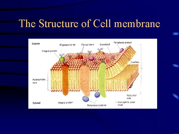 The Structure of Cell membrane 