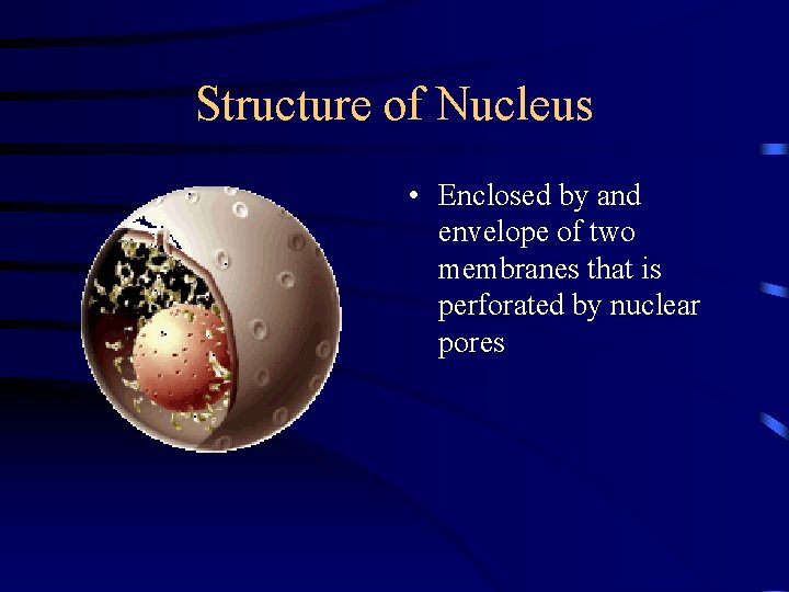 Structure of Nucleus • Enclosed by and envelope of two membranes that is perforated