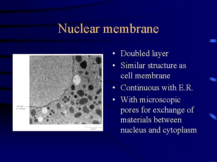 Nuclear membrane • Doubled layer • Similar structure as cell membrane • Continuous with