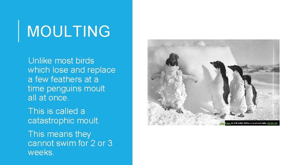 MOULTING Unlike most birds which lose and replace a few feathers at a time