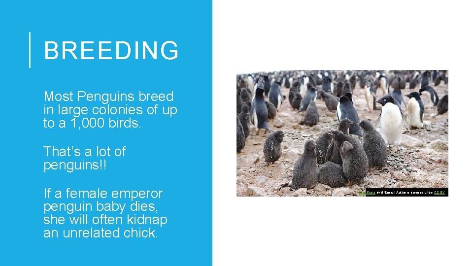 BREEDING Most Penguins breed in large colonies of up to a 1, 000 birds.