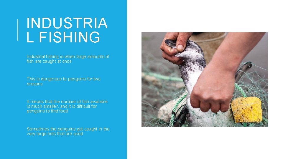 INDUSTRIA L FISHING Industrial fishing is when large amounts of fish are caught at