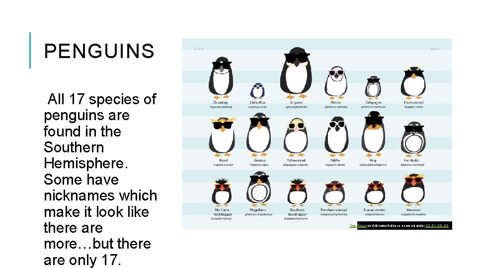 PENGUINS All 17 species of penguins are found in the Southern Hemisphere. Some have