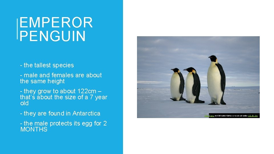 EMPEROR PENGUIN - the tallest species - male and females are about the same