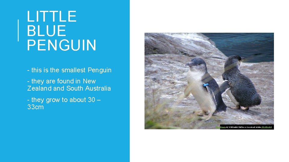 LITTLE BLUE PENGUIN - this is the smallest Penguin - they are found in