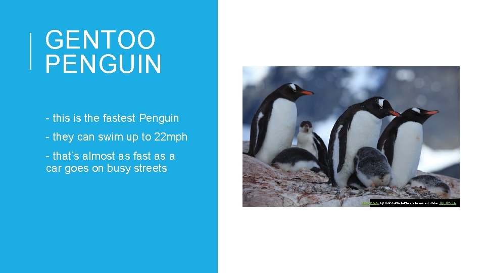 GENTOO PENGUIN - this is the fastest Penguin - they can swim up to