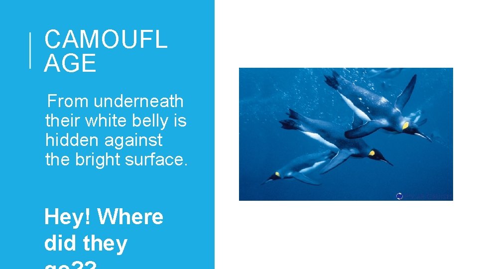 CAMOUFL AGE From underneath their white belly is hidden against the bright surface. Hey!