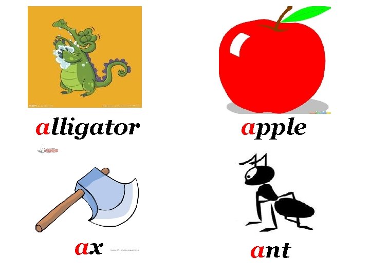 alligator apple ax ant 