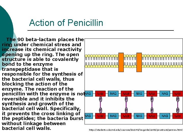 Action of Penicillin The 90 beta-lactam places the ring under chemical stress and increase
