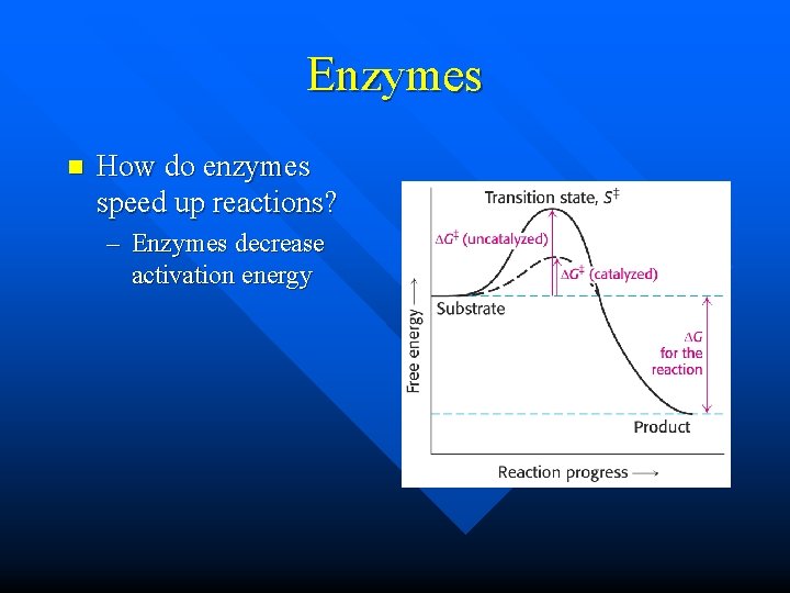 Enzymes n How do enzymes speed up reactions? – Enzymes decrease activation energy 