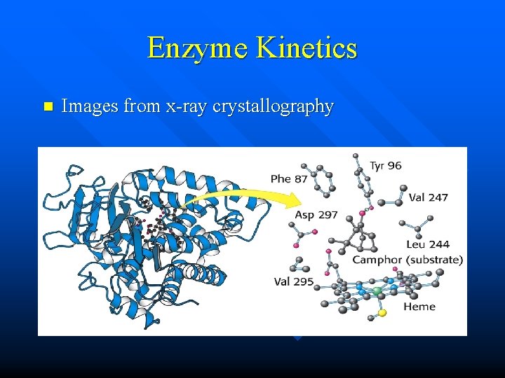 Enzyme Kinetics n Images from x-ray crystallography 