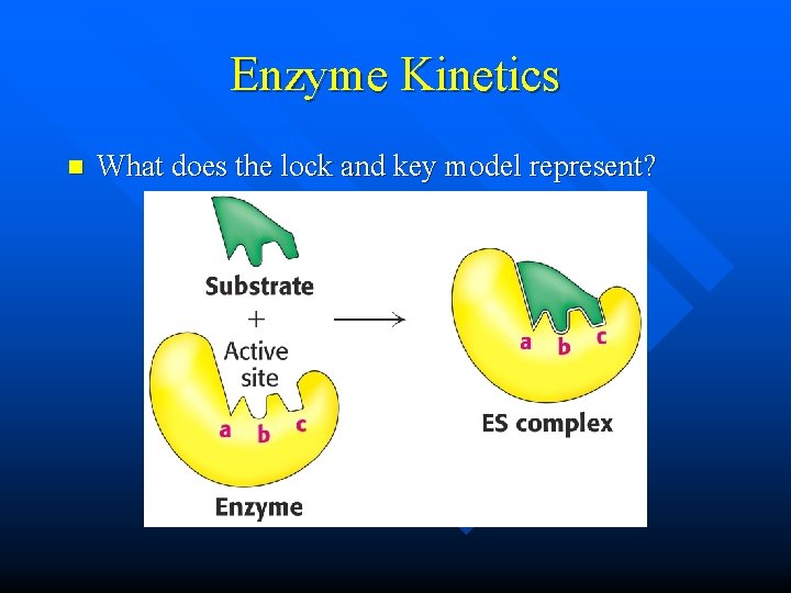 Enzyme Kinetics n What does the lock and key model represent? 
