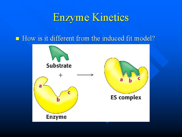 Enzyme Kinetics n How is it different from the induced fit model? 