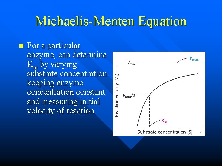 Michaelis-Menten Equation n For a particular enzyme, can determine Km by varying substrate concentration