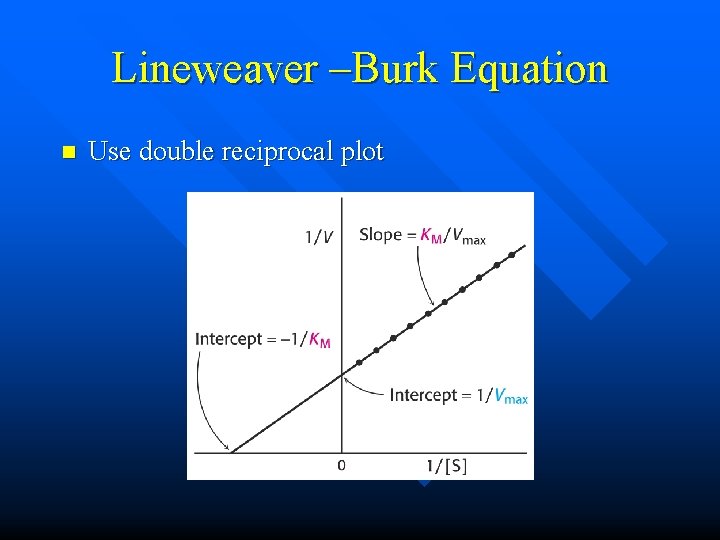 Lineweaver –Burk Equation n Use double reciprocal plot 