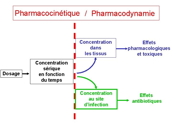 Pharmacocinétique / Pharmacodynamie Concentration dans les tissus Dosage Effets pharmacologiques et toxiques Concentration sérique