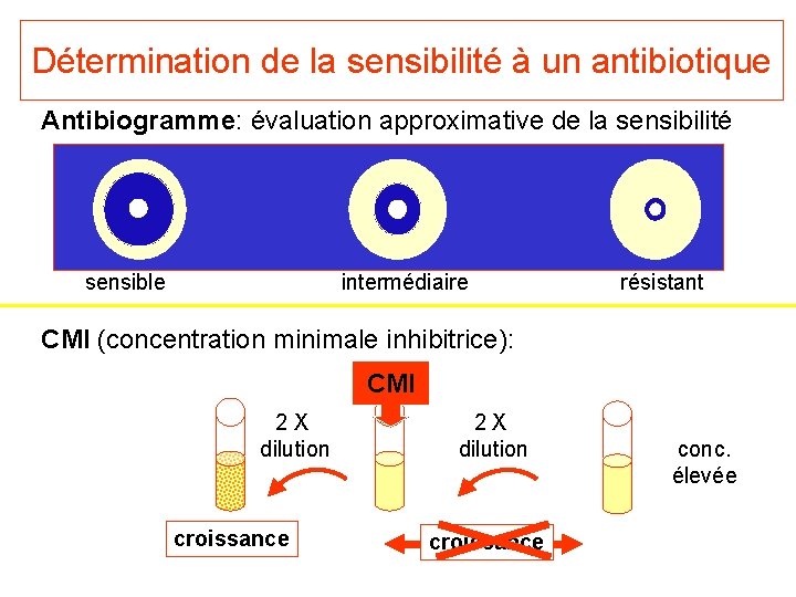 Détermination de la sensibilité à un antibiotique Antibiogramme: évaluation approximative de la sensibilité sensible