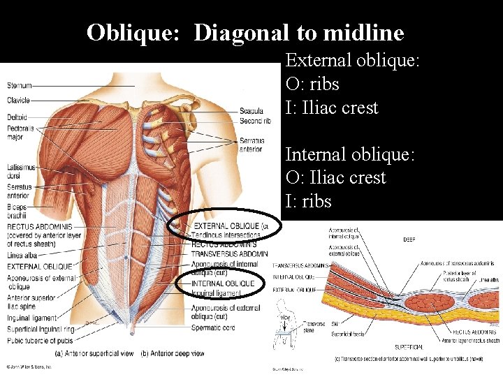 Oblique: Diagonal to midline External oblique: O: ribs I: Iliac crest Internal oblique: O: