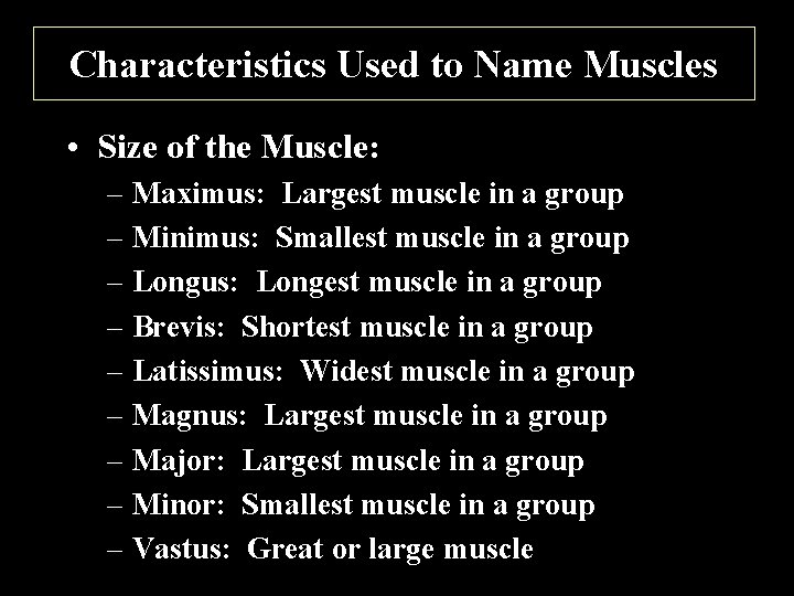 Characteristics Used to Name Muscles • Size of the Muscle: – Maximus: Largest muscle
