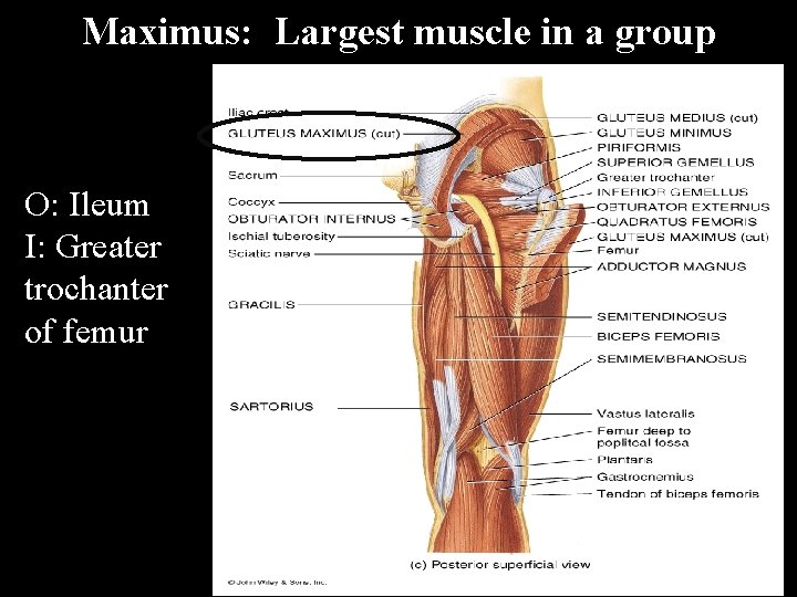 Maximus: Largest muscle in a group O: Ileum I: Greater trochanter of femur 