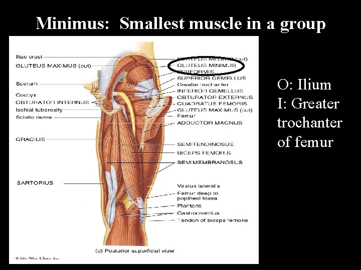 Minimus: Smallest muscle in a group O: Ilium I: Greater trochanter of femur 