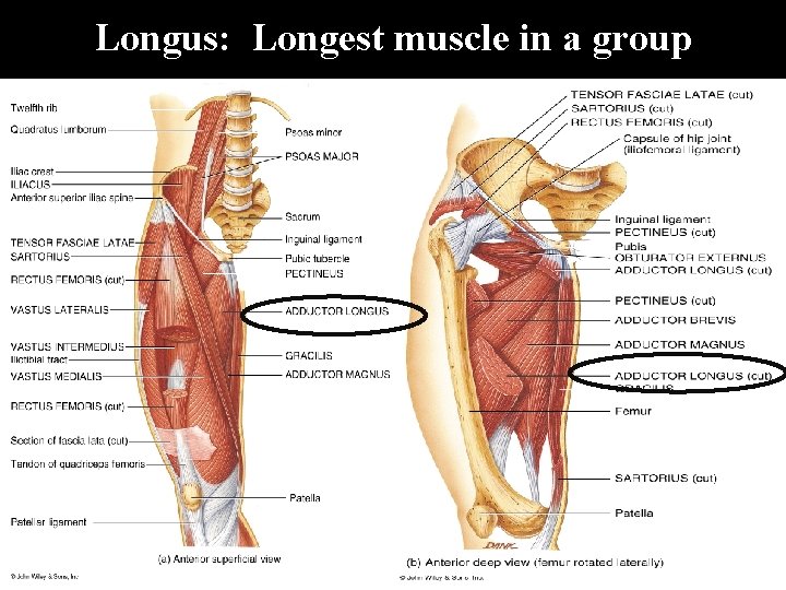 Longus: Longest muscle in a group 
