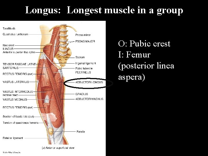 Longus: Longest muscle in a group O: Pubic crest I: Femur (posterior linea aspera)