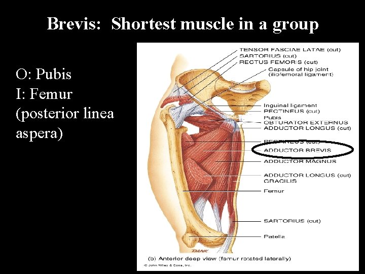 Brevis: Shortest muscle in a group O: Pubis I: Femur (posterior linea aspera) 
