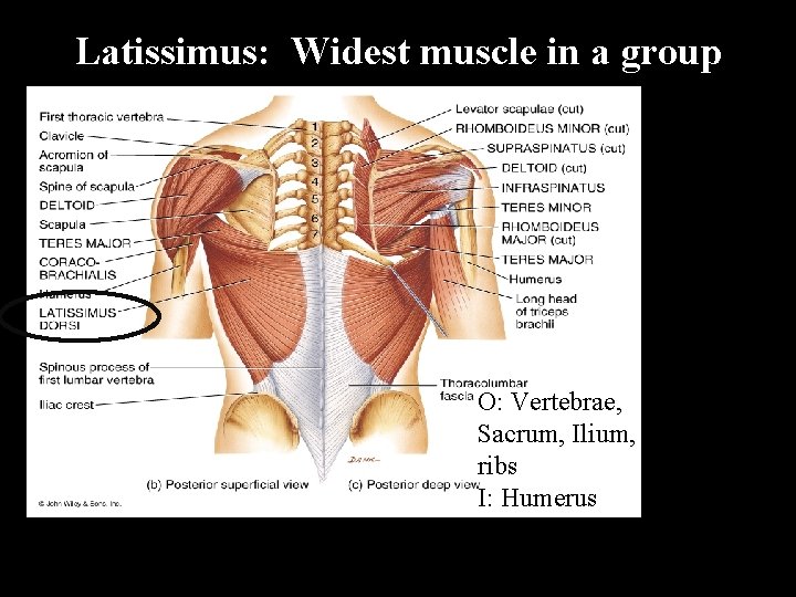 Latissimus: Widest muscle in a group O: Vertebrae, Sacrum, Ilium, ribs I: Humerus 