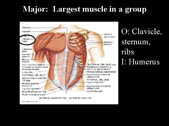 Major: Largest muscle in a group O: Clavicle, sternum, ribs I: Humerus 