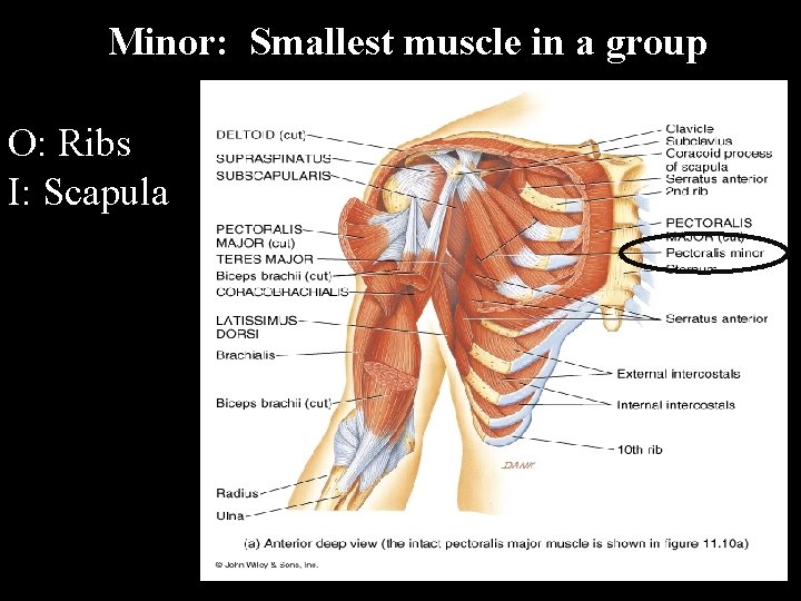 Minor: Smallest muscle in a group O: Ribs I: Scapula 