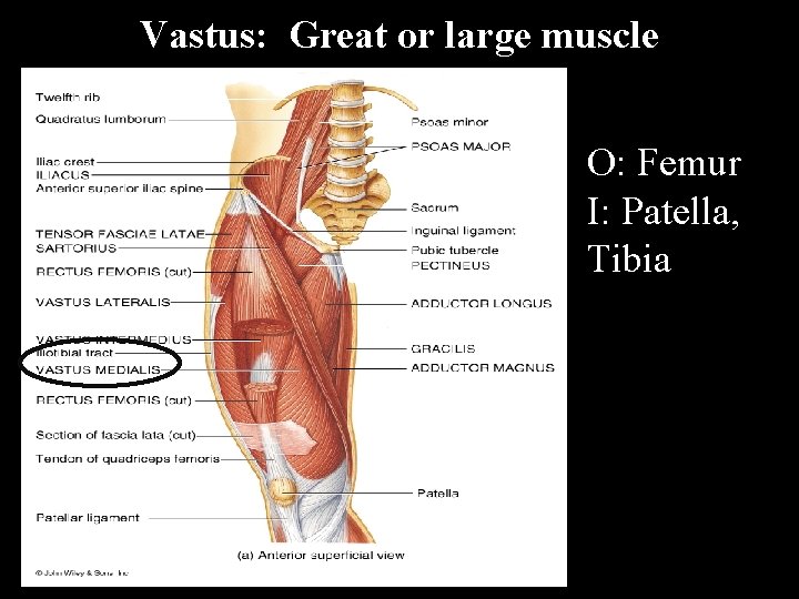 Vastus: Great or large muscle O: Femur I: Patella, Tibia 