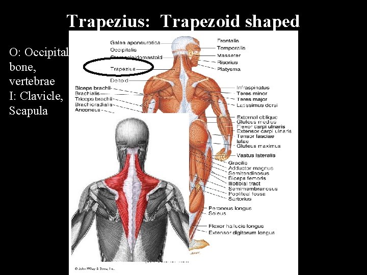Trapezius: Trapezoid shaped O: Occipital bone, vertebrae I: Clavicle, Scapula 