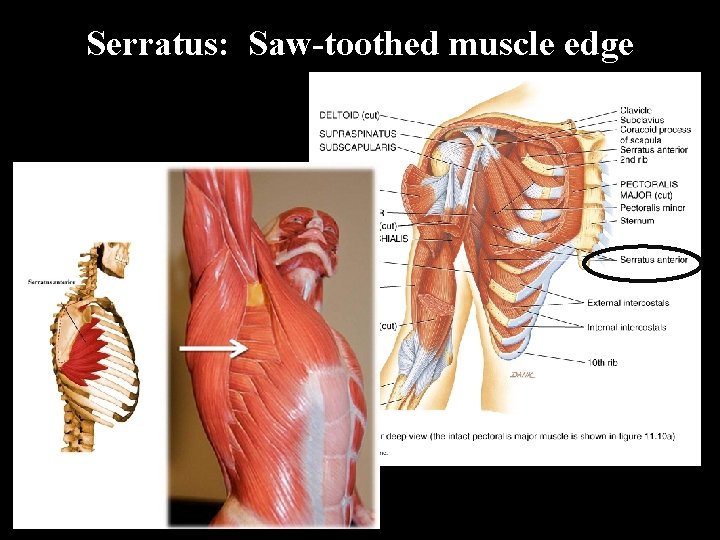 Serratus: Saw-toothed muscle edge 