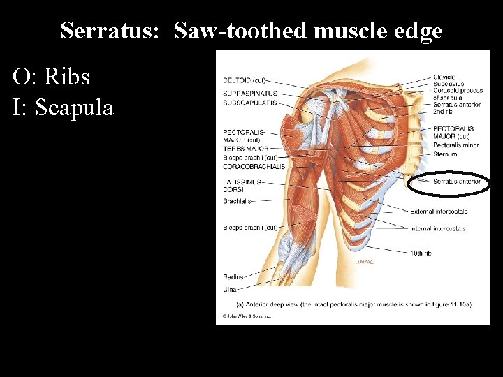 Serratus: Saw-toothed muscle edge O: Ribs I: Scapula 